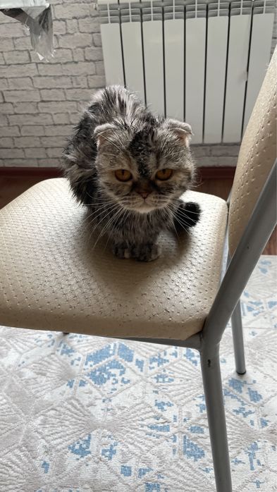 Кошка в добрые руки