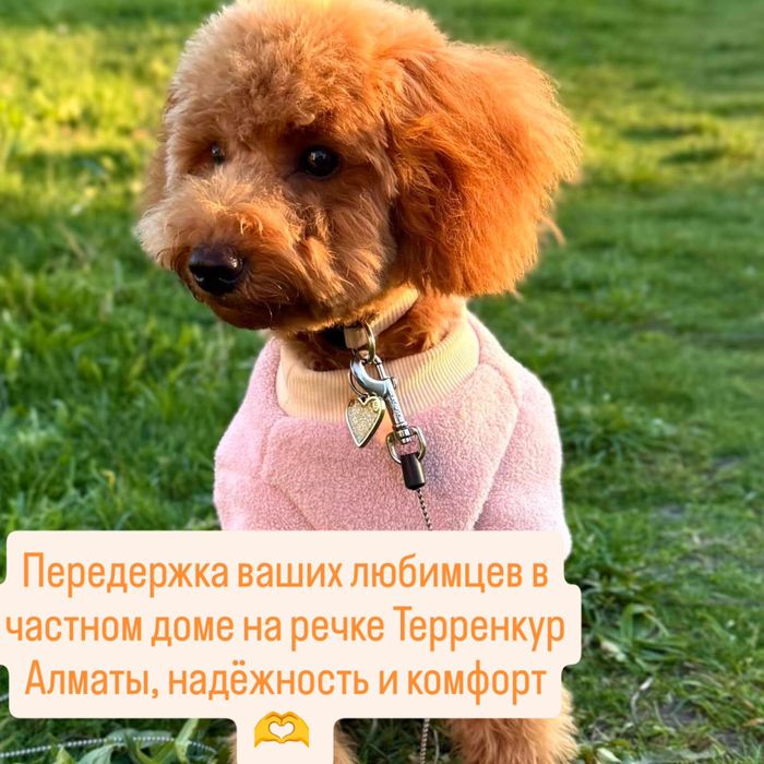 Передержка домашних питомцев