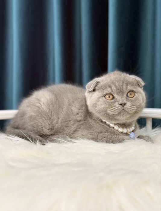 Scottish fold blue