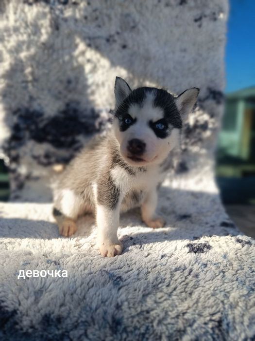 Продаются щенки хаски сибирские