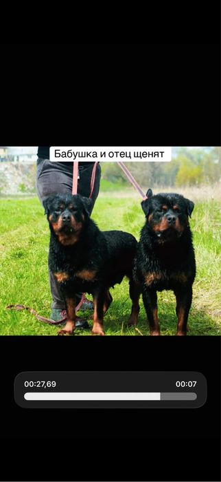 Щенки ротвейлера доставка есть