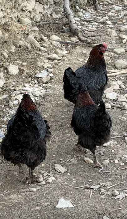 Oua Marans, Araucana si Pita Pinta