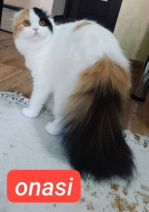 Scottish bicalor fold