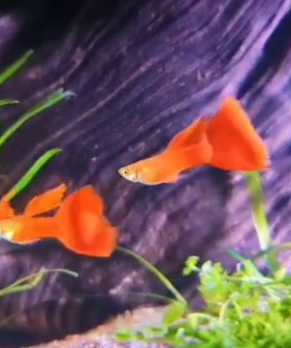 Продам гуппи чистая линия