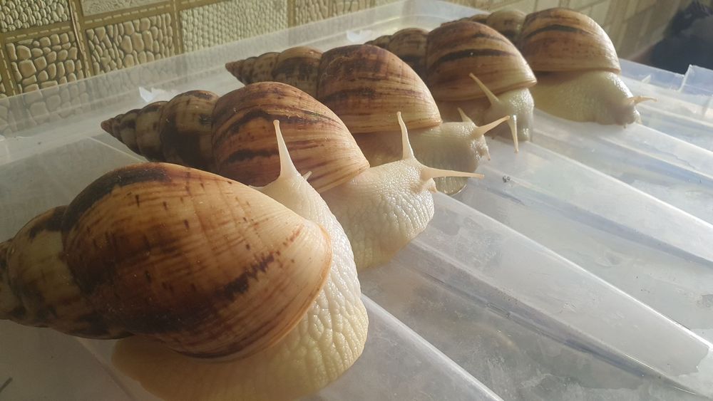 Улитки ретикулята альбинос 16-17см