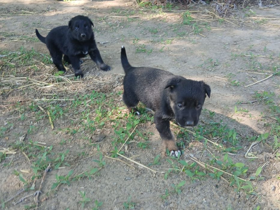 Продам щенят немецкой овчарки