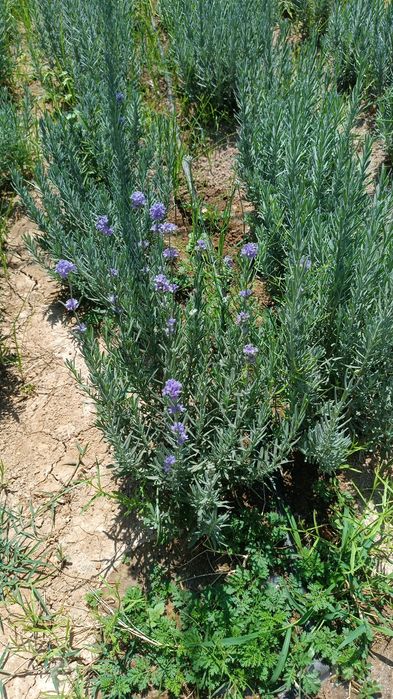 Fransuzkiy lavanda 30000so'm
