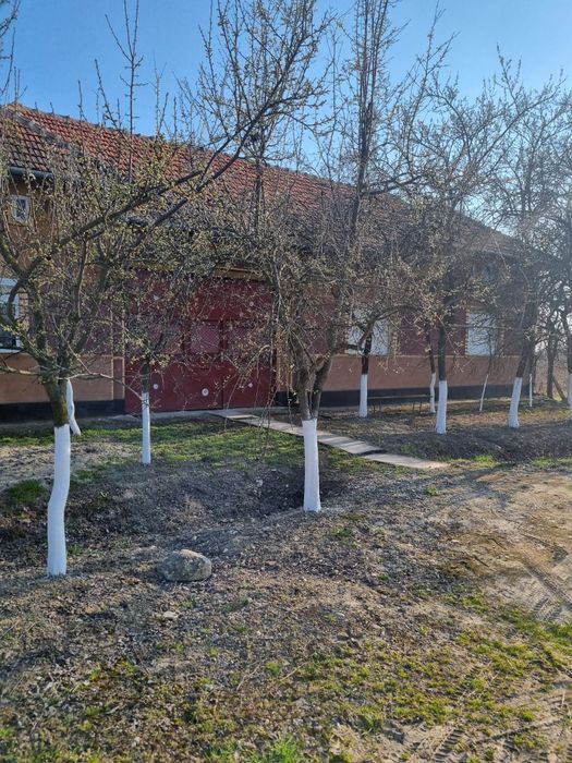 Casa si doua livezi in localiatea Somoscheș