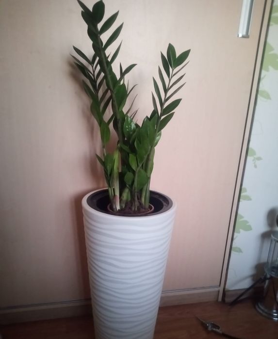 хлорофитум кудрявый бони пеларгонии цветы не дорого растения комнатные