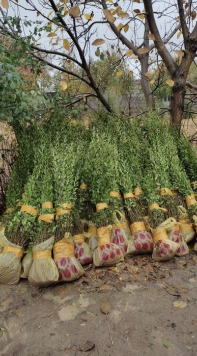 Вязь карагач оптом