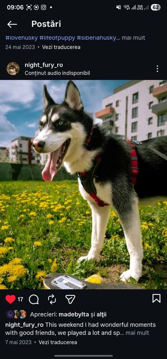 Adopții-husky siberian
