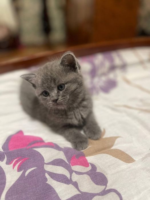 Скоттиш фолд 2 ойли сотилади.