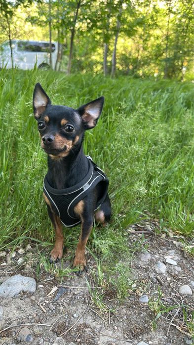 Вязка Той терьерчика