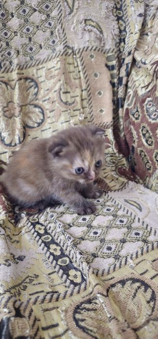 Скоттиш фолд девочка