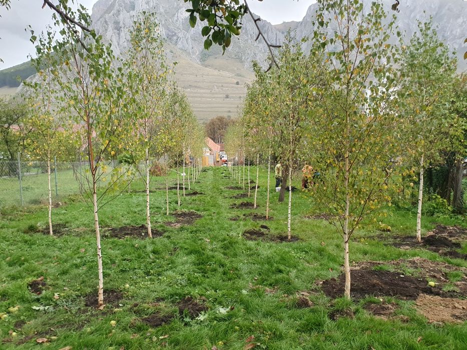 Mesteacan decorativ, artar verde, paltin de munte, carpen, fag,frasin