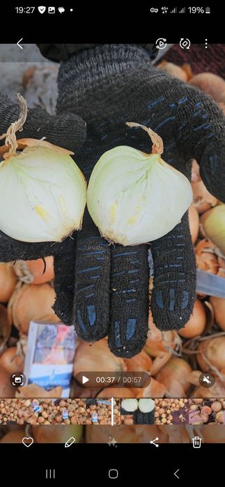 Репчатый лук Павлодар