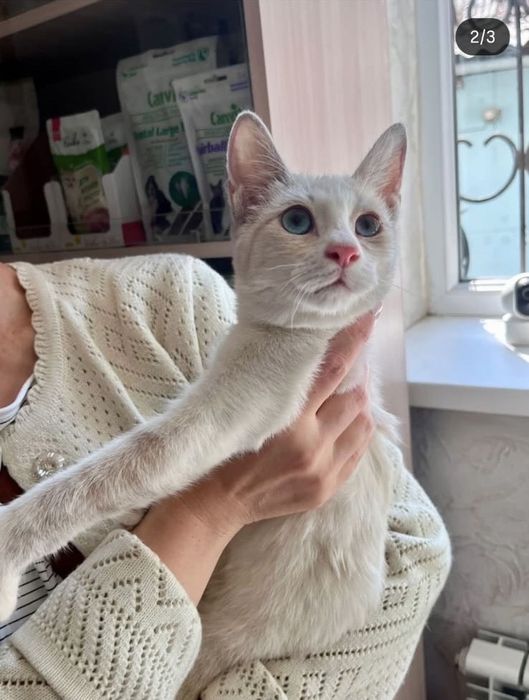 Маленькая кошечка ищет дом!