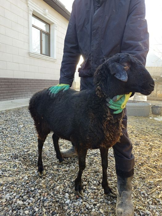 Қошқар , тоқты , қой сатылады .