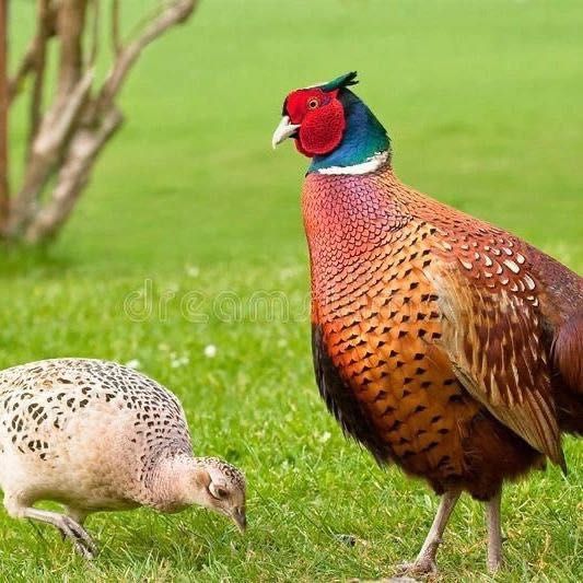 Kievda telefon orqali jinsiy aloqa va mms almashish