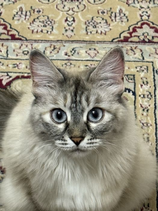 Отдам Кошку в хорошие руки .