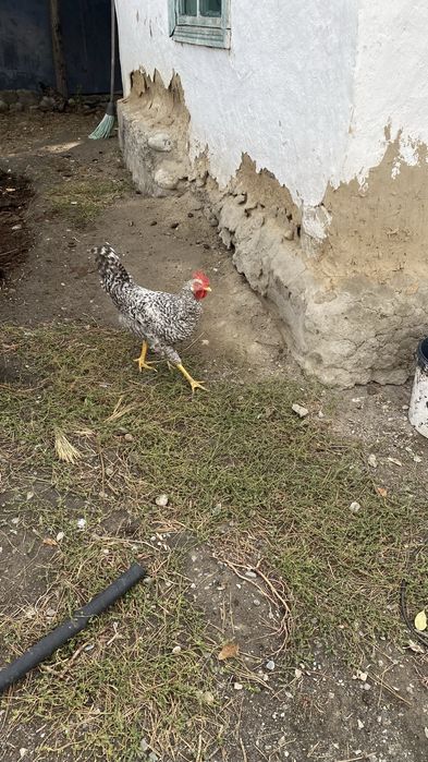 Продам куры и петухи