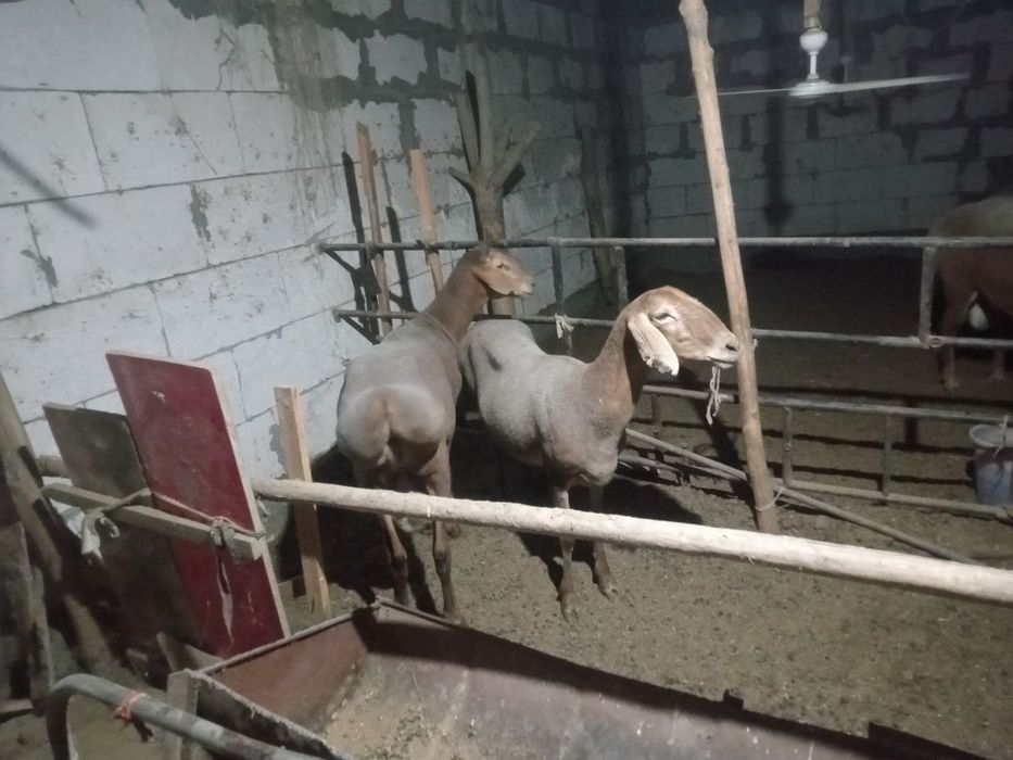 Arashan qo'chqor qo'ylar sotiladi