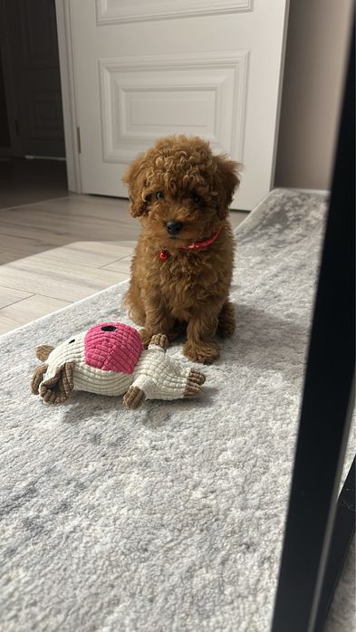 Той пудель с паспортом