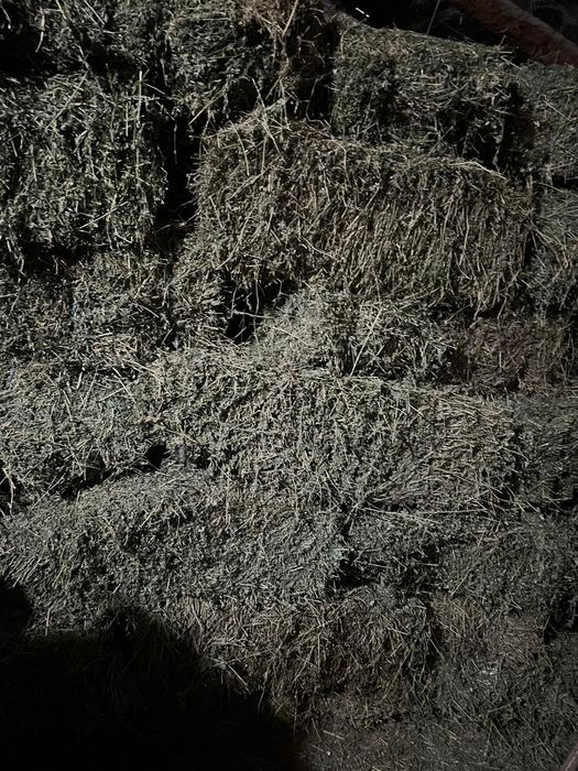 Balorti lucerna coasa 3