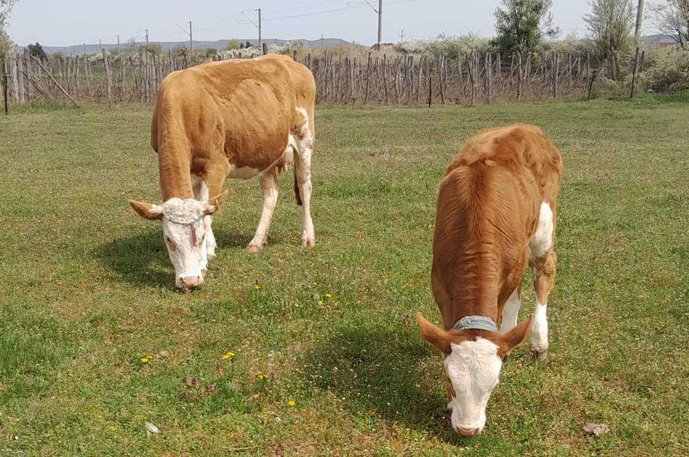 Vand Vaca Baltata Romaneasca cu vitea de 2 luni jumatate