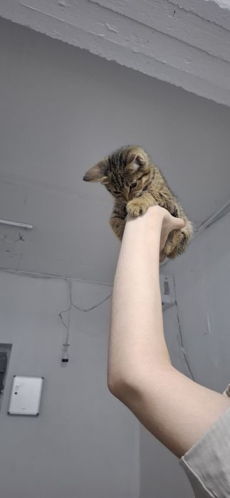 Котёнок мальчик подросток ищет себе дом!