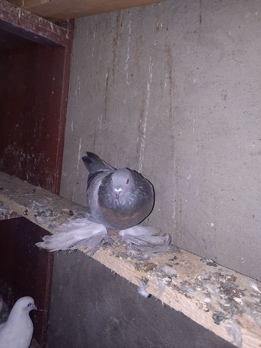 Птица голубы широкохвости