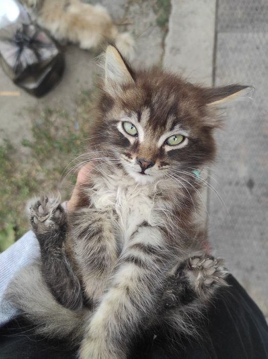 Отдам даром в добрые руки