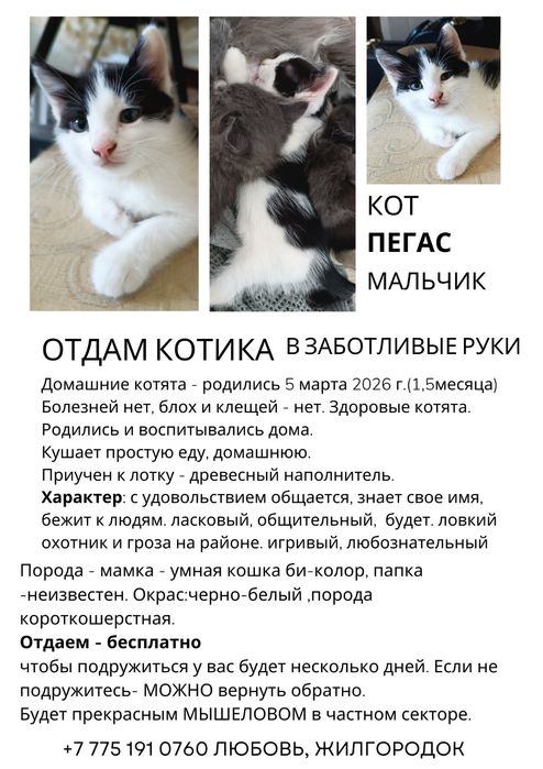 Отдаю умных котят