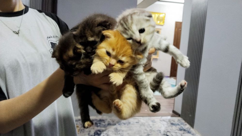Котята породы Шотланскин вислоухие 20 дней
