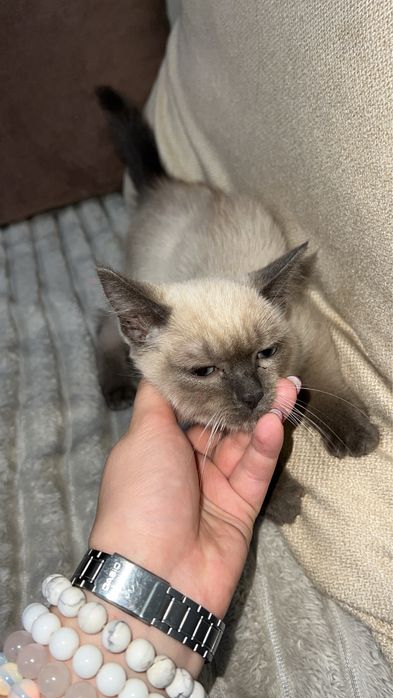 Очень ласковая кошечка ищет дом !