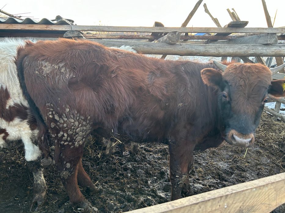 Продам КРС молодняк