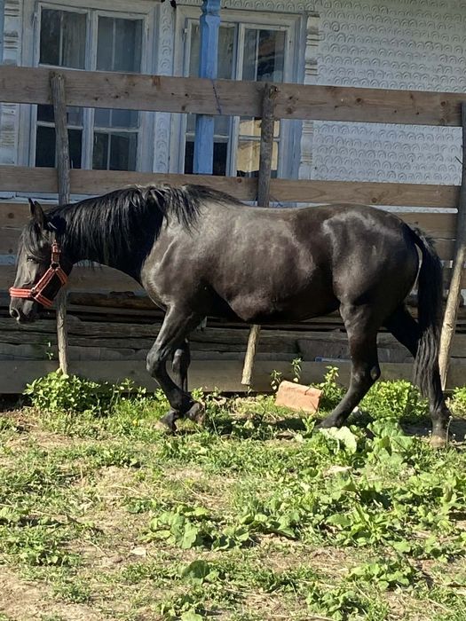 Vând iapa de 7 ani și o manza de 1 an și 3 luni. Mai multe detalii la nr de telefon0756671672