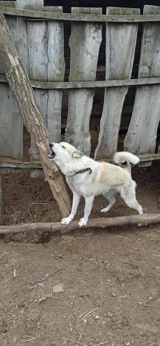 Продам лайку кабель