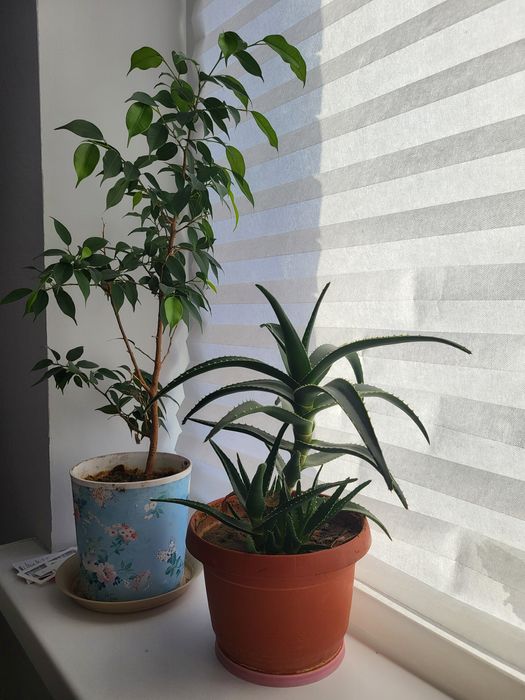 Продаю Домашние цветы