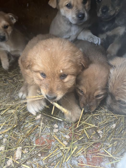 Нам очень нужен дом