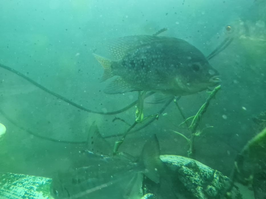 Цихлиды разные виды