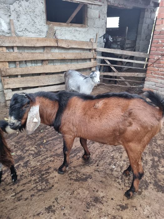Vând țap anglonubian