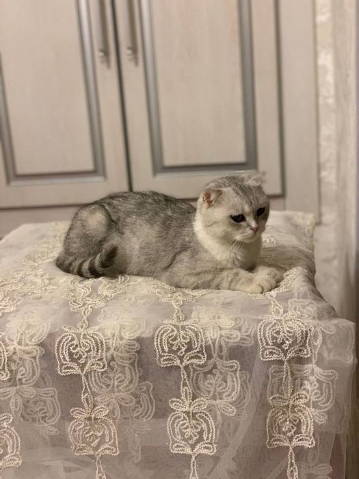 Сотилади Скидкада Зотдор Серебрый Шиншилла Zotdor Silver Chinchilla