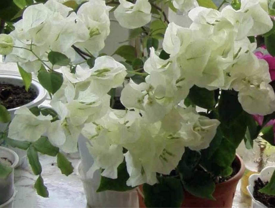 Комнатные растения