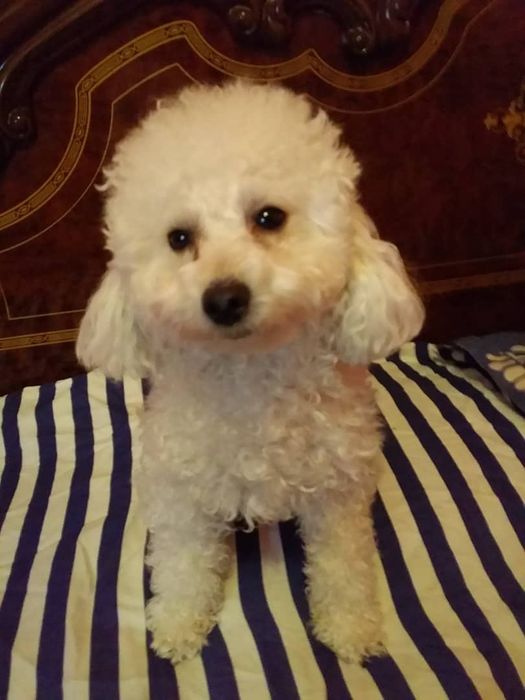 Продается собачки той пудель