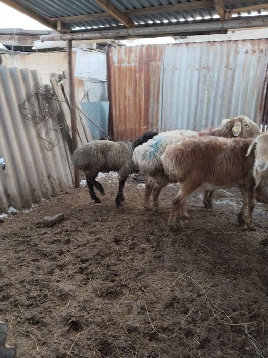 Продам Кошкар 2 годовалый.