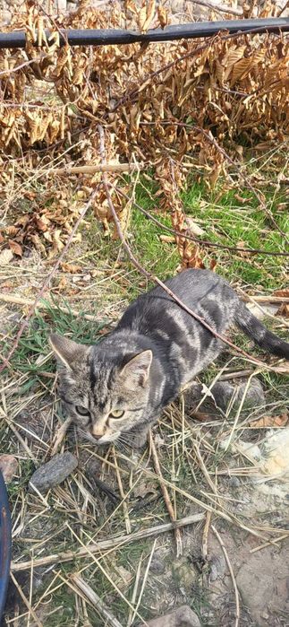 Котята даром в хорошие руки