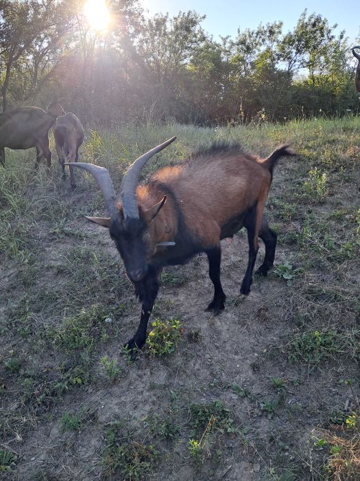 Schimb sau vand țap alpin francez