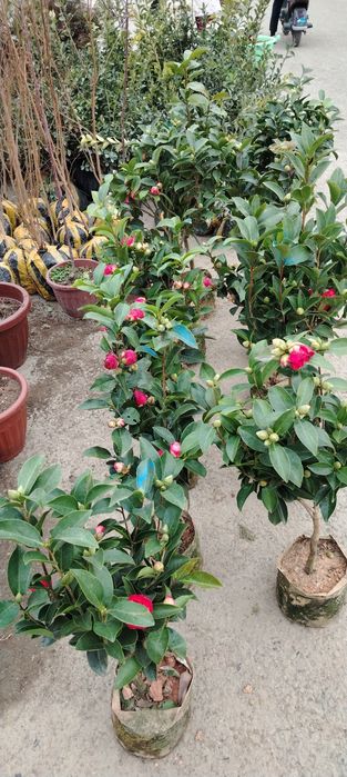 Арчалар сотилади