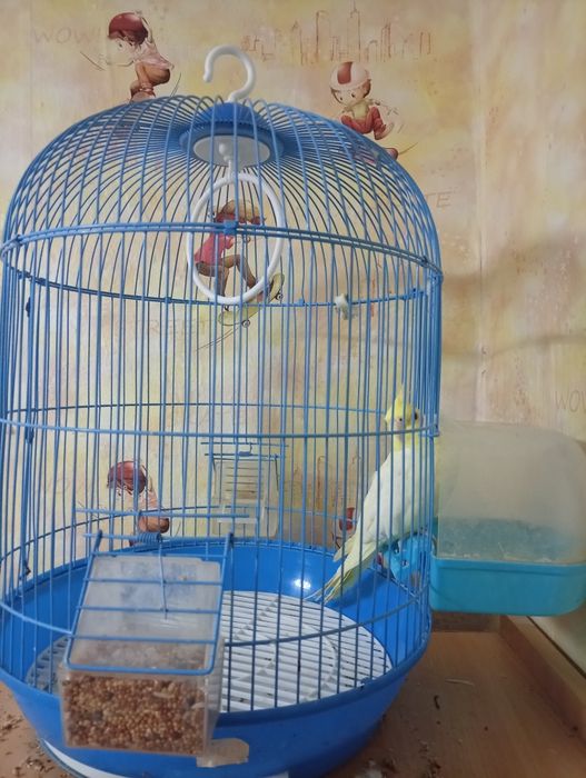 Продам попугай корелла